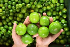 Limão tahiti - Qualidade de frutos