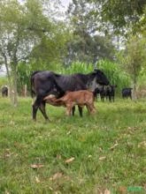 Vacas  girolando