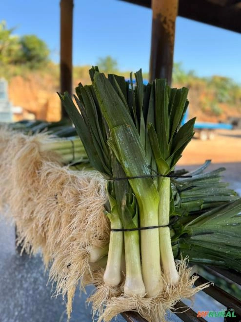 Alho Poró Imagem Alho Poró