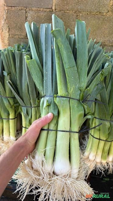 Imagem Alho Poró Imagem Alho Poró