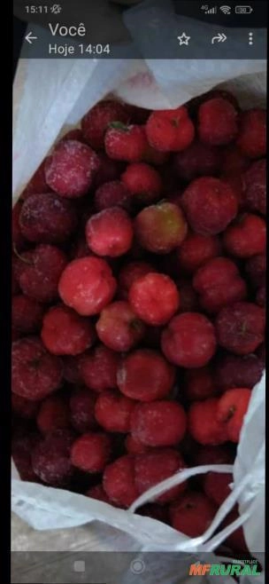 Acerolas congeladas no Atacado Imagem Acerolas congeladas no Atacado