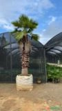 PALMEIRA WASHINGTONIA ADULTA Imagem PALMEIRA WASHINGTONIA ADULTA