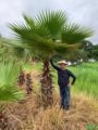 PALMEIRA WASHINGTONIA ADULTA Imagem PALMEIRA WASHINGTONIA ADULTA