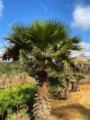 PALMEIRA WASHINGTONIA ADULTA Imagem PALMEIRA WASHINGTONIA ADULTA