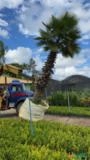 PALMEIRA WASHINGTONIA ADULTA Imagem PALMEIRA WASHINGTONIA ADULTA