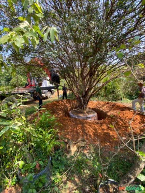 JABUTICABEIRA SABARÁ ADULTA JÁ PRODUZINDO Imagem JABUTICABEIRA SABARÁ ADULTA JÁ PRODUZINDO