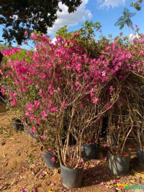 AZALEIA ROXA Imagem AZALEIA ROXA