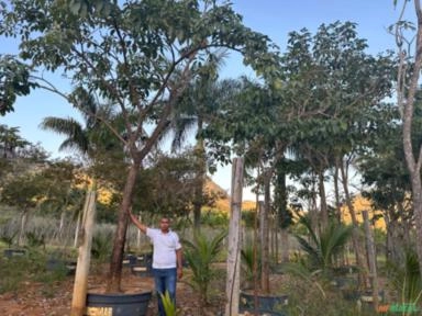 Imagem Mudas de Árvore de Ipê (PEQUENO E GRANDE PORTE) Imagem Mudas de Árvore de Ipê (PEQUENO E GRANDE PORTE)