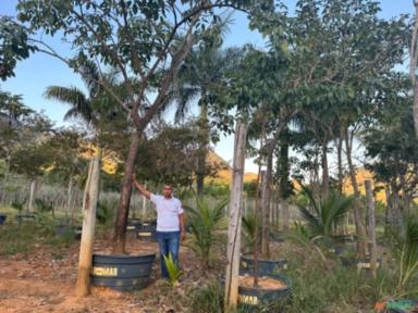 Mudas de Árvore de Ipê (PEQUENO E GRANDE PORTE) Imagem Mudas de Árvore de Ipê (PEQUENO E GRANDE PORTE)