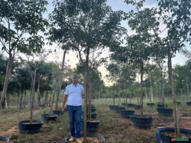 Imagem Mudas de Árvore de Ipê (PEQUENO E GRANDE PORTE) Imagem Mudas de Árvore de Ipê (PEQUENO E GRANDE PORTE)