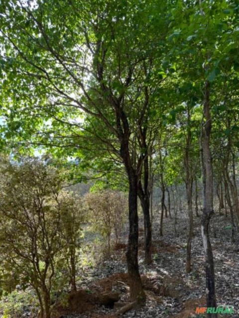 Imagem Mudas de Árvore de Ipê (PEQUENO E GRANDE PORTE) Imagem Mudas de Árvore de Ipê (PEQUENO E GRANDE PORTE)