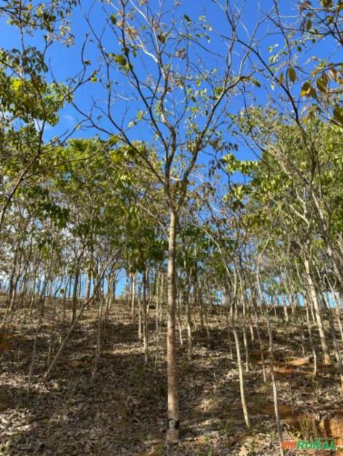 Imagem Mudas de Árvore de Ipê (PEQUENO E GRANDE PORTE) Imagem Mudas de Árvore de Ipê (PEQUENO E GRANDE PORTE)