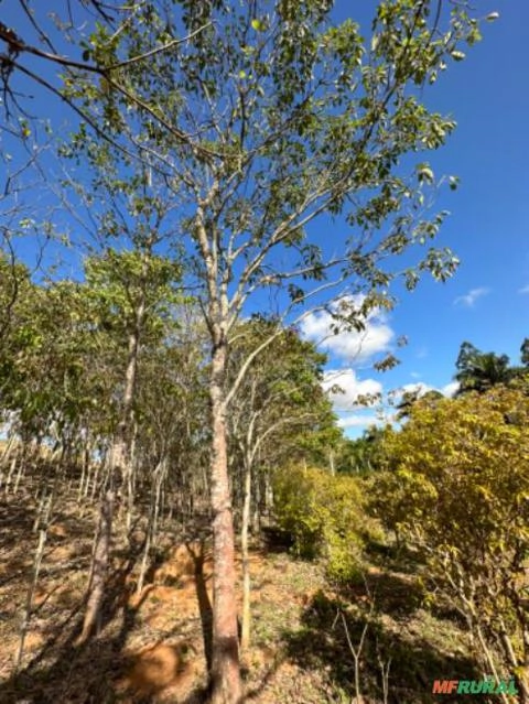 Imagem Mudas de Árvore de Ipê (PEQUENO E GRANDE PORTE) Imagem Mudas de Árvore de Ipê (PEQUENO E GRANDE PORTE)