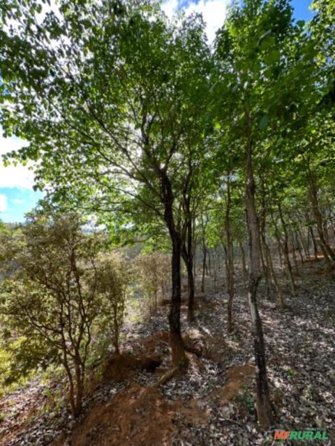 Imagem Mudas de Árvore de Ipê (PEQUENO E GRANDE PORTE) Imagem Mudas de Árvore de Ipê (PEQUENO E GRANDE PORTE)