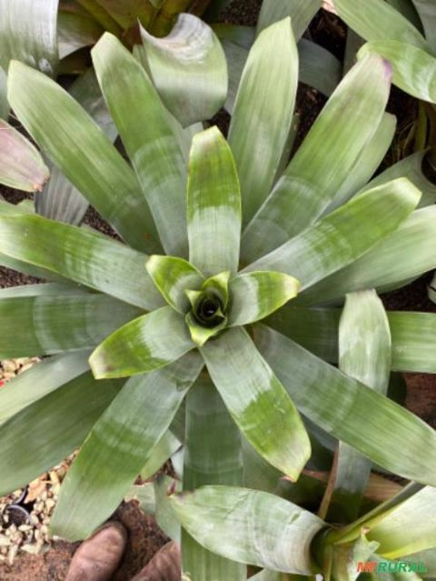 Imagem Plantas para seu projeto paisagístico Imagem Plantas para seu projeto paisagístico