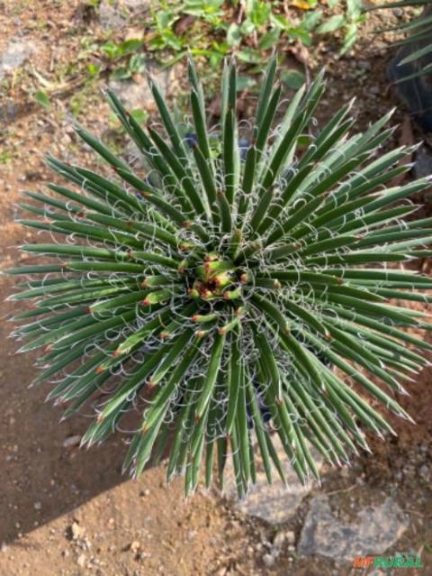 Imagem Plantas para seu projeto paisagístico Imagem Plantas para seu projeto paisagístico