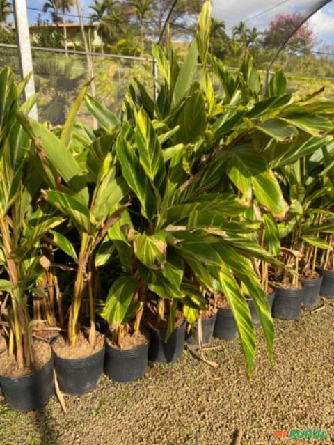 Imagem Plantas para seu projeto paisagístico Imagem Plantas para seu projeto paisagístico