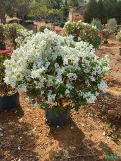 Imagem Plantas para seu projeto paisagístico Imagem Plantas para seu projeto paisagístico