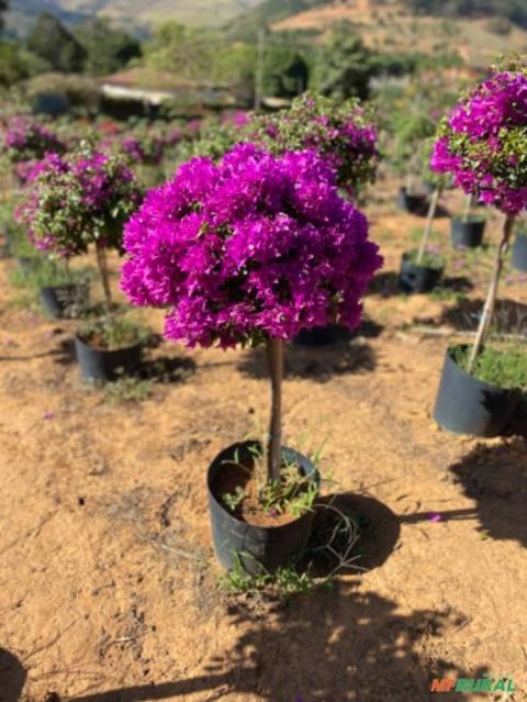 Imagem Plantas para seu projeto paisagístico Imagem Plantas para seu projeto paisagístico