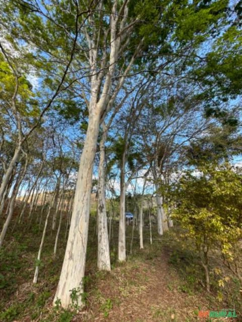 Imagem Pau Ferro Adulto Imagem Pau Ferro Adulto