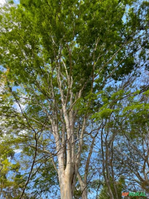 Pau Ferro Adulto Imagem Pau Ferro Adulto