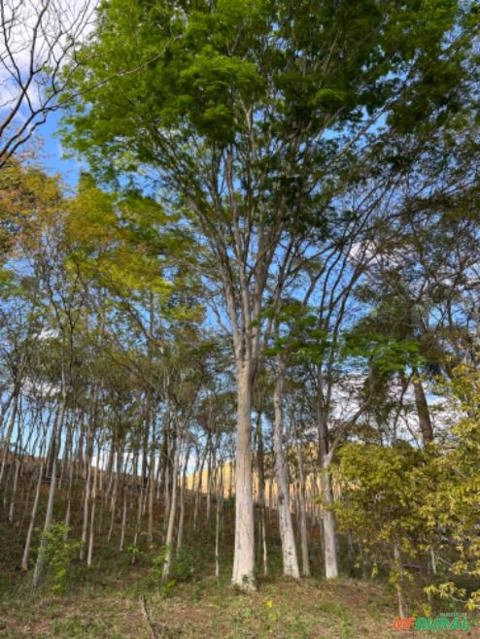 Imagem Pau Ferro Adulto Imagem Pau Ferro Adulto