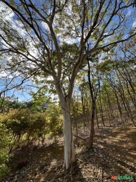 Imagem Pau Ferro Adulto Imagem Pau Ferro Adulto