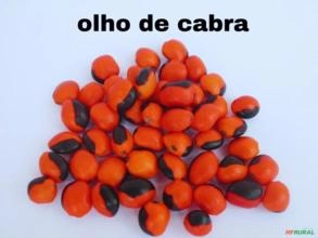 Compro sementes e ervas diversas Compro sementes e ervas diversas