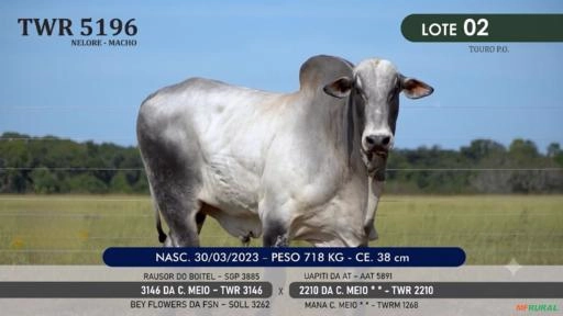 Touro Nelore Mocho P.O TWR 5196 Imagem Touro Nelore Mocho P.O TWR 5196