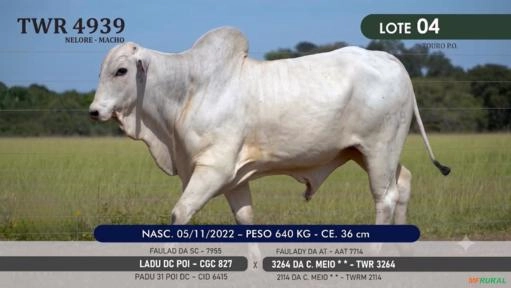 Touro Nelore Mocho P.O. TWR 4939 Imagem Touro Nelore Mocho P.O. TWR 4939