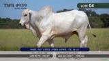 Touro Nelore Mocho P.O. TWR 4939 Imagem Touro Nelore Mocho P.O. TWR 4939