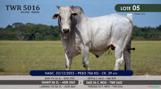 Touro Nelore P.O. TWR 5016 Imagem Touro Nelore P.O. TWR 5016