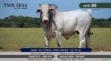 Touro Nelore P.O. TWR 5016 Imagem Touro Nelore P.O. TWR 5016
