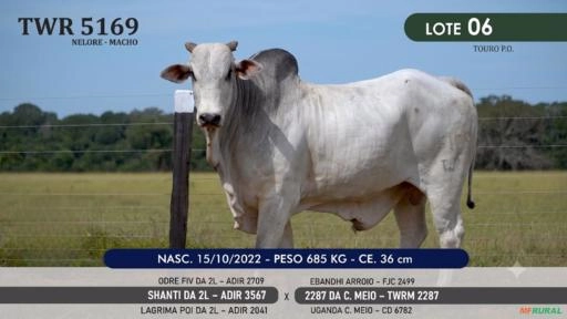 Touro Nelore P.O. TWR 5169 Imagem Touro Nelore P.O. TWR 5169