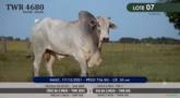 Touro Nelore P.O. TWR 4680 Imagem Touro Nelore P.O. TWR 4680
