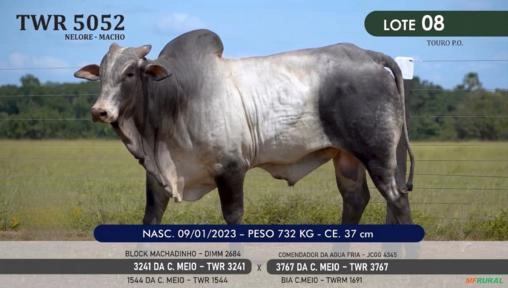 Touro Nelore P.O. TWR 5052 Imagem Touro Nelore P.O. TWR 5052