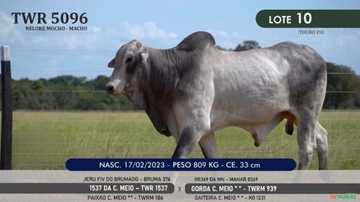 Touro Nelore Mocho P.O. TWR 5096 Imagem Touro Nelore Mocho P.O. TWR 5096