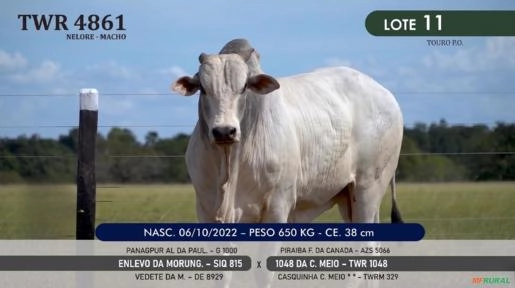 Touro Nelore P.O. TWR 4861 Imagem Touro Nelore P.O. TWR 4861