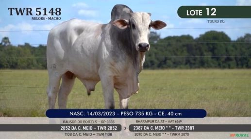 Touro Nelore P.O. TWR 5148 Imagem Touro Nelore P.O. TWR 5148