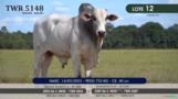 Touro Nelore P.O. TWR 5148 Imagem Touro Nelore P.O. TWR 5148