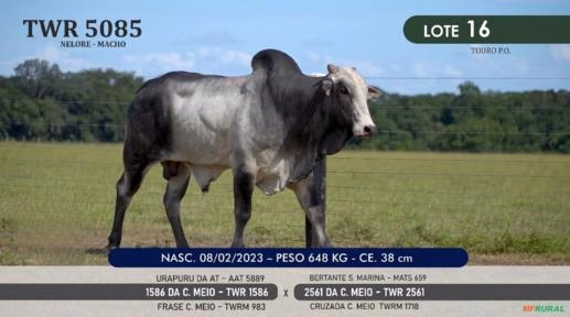 Touro Nelore P.O. TWR 5085 Imagem Touro Nelore P.O. TWR 5085