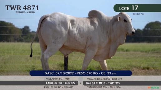 Touro Nelore P.O. TWR 4871 Imagem Touro Nelore P.O. TWR 4871