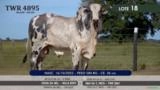 Touro Nelore P.O. TWR 4895 Imagem Touro Nelore P.O. TWR 4895