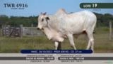 Touro Nelore P.O. TWR 4916 Imagem Touro Nelore P.O. TWR 4916