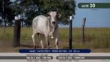 Touro Nelore P.O. TWR 5147 Imagem Touro Nelore P.O. TWR 5147