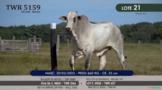 Touro Nelore P.O. TWR 5159 Imagem Touro Nelore P.O. TWR 5159
