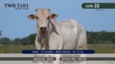 Touro Nelore P.O. TWR 5181 Imagem Touro Nelore P.O. TWR 5181
