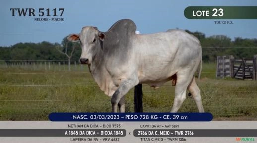 Touro Nelore P.O. TWR 5117 Imagem Touro Nelore P.O. TWR 5117