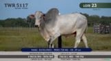 Touro Nelore P.O. TWR 5117 Imagem Touro Nelore P.O. TWR 5117