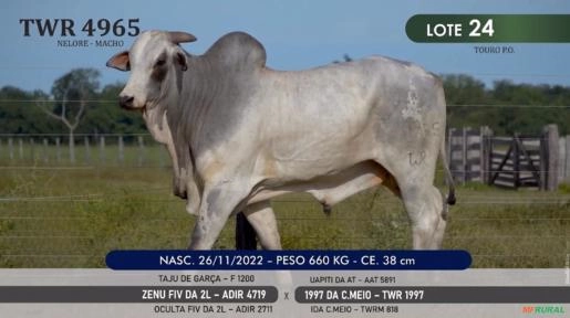 Touro Nelore P.O. TWR 4965 Imagem Touro Nelore P.O. TWR 4965